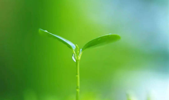 2023嫩叶草研究中心2024嫩叶草研究所三则更注重植物资源的利用和保护